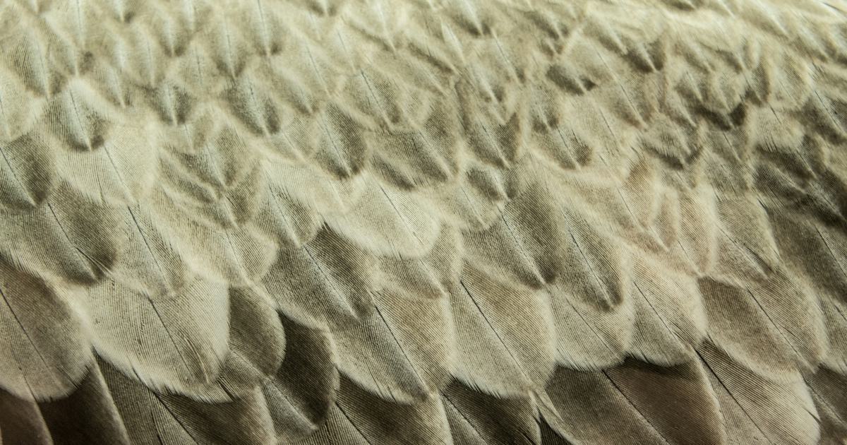 Natural Fiber Mattress